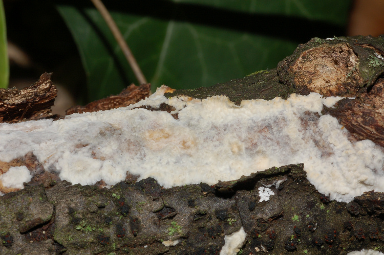 Aphyll.dalle colline di Mondeggi (Radulomyces molaris)